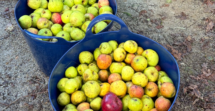 Caradon Orchard Group's Community Apple Day